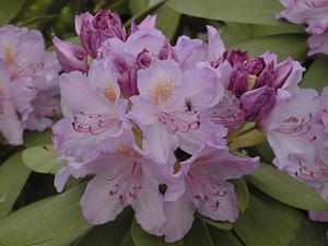 Rhododendron Catawb. Bourseault